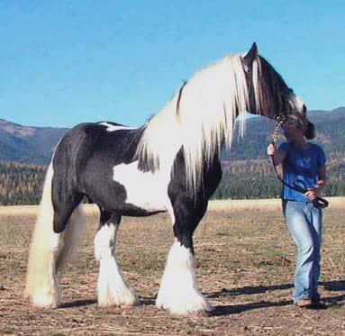 A woman standing with a white and black gypsy horse holding its strap