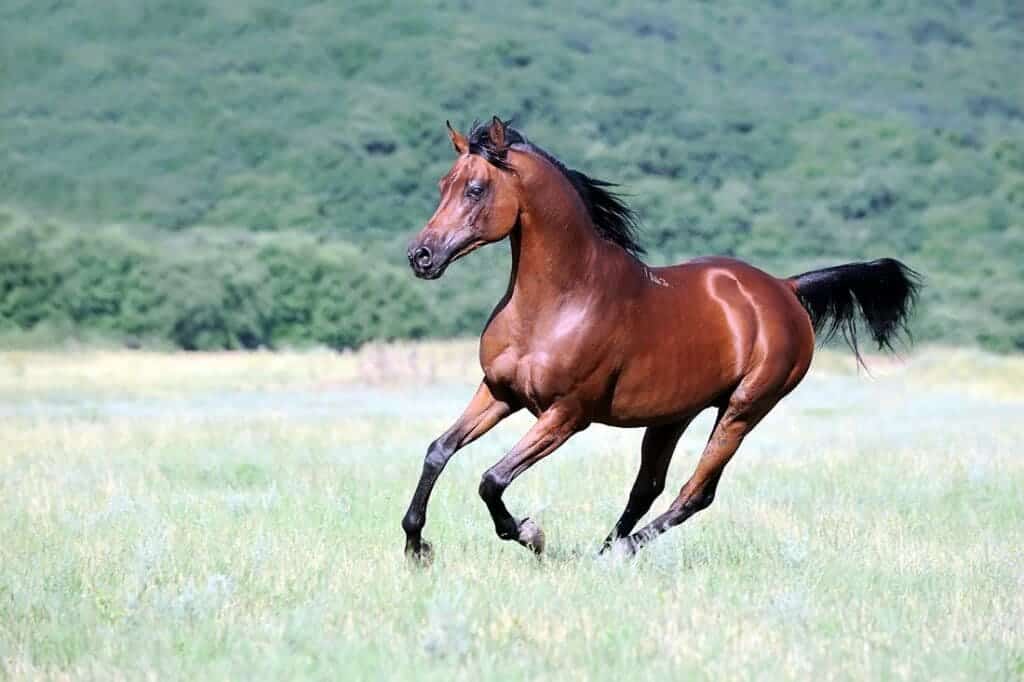 An Arabian horse running in a field