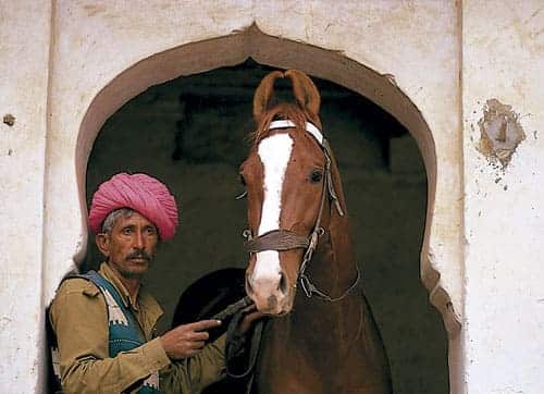 An indian guard with a Marwari horse with it distinct ears