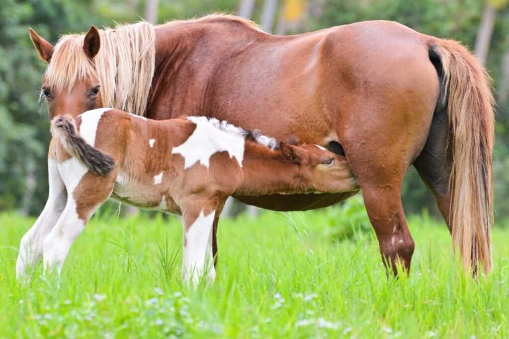 An offspring drinking milk out of its mother horse