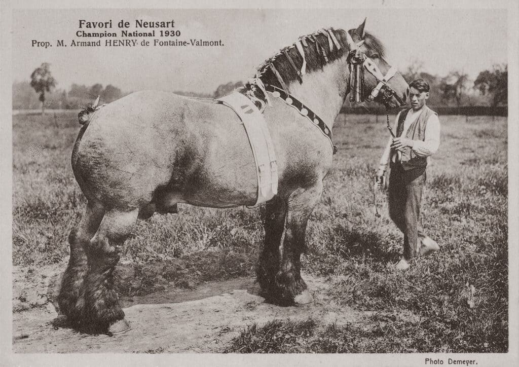 An old black and white image in history of a Brabant horse with its owner