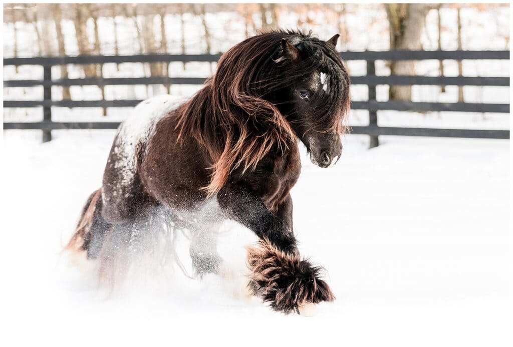 An old brown gypsy vanner horse in snow