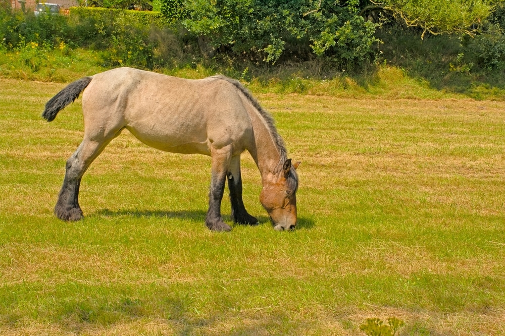 Brown Belgian Draft Horse Grazing In A Meadow In Bourgoyen