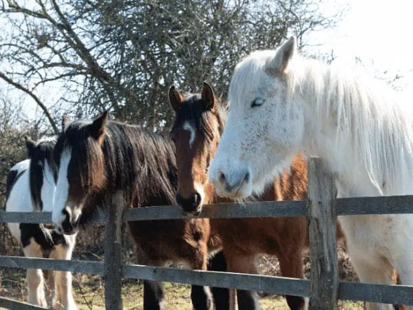 Different colored gypsy horses looking out of the horse stable