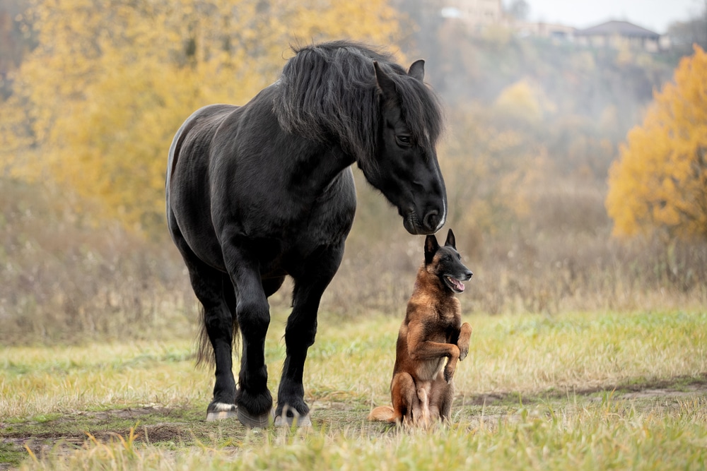 Dog Breed Malinois And Horse Breed Percheron In The Autumn