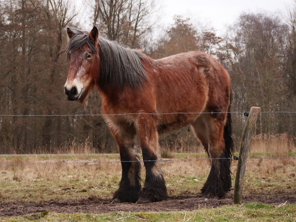 Dutch Draft Horse In Groningen Netherlands