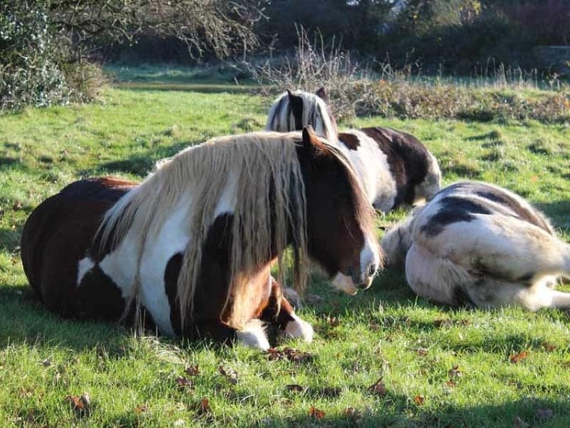 Gypsy mares sitting in a sunny field to rest