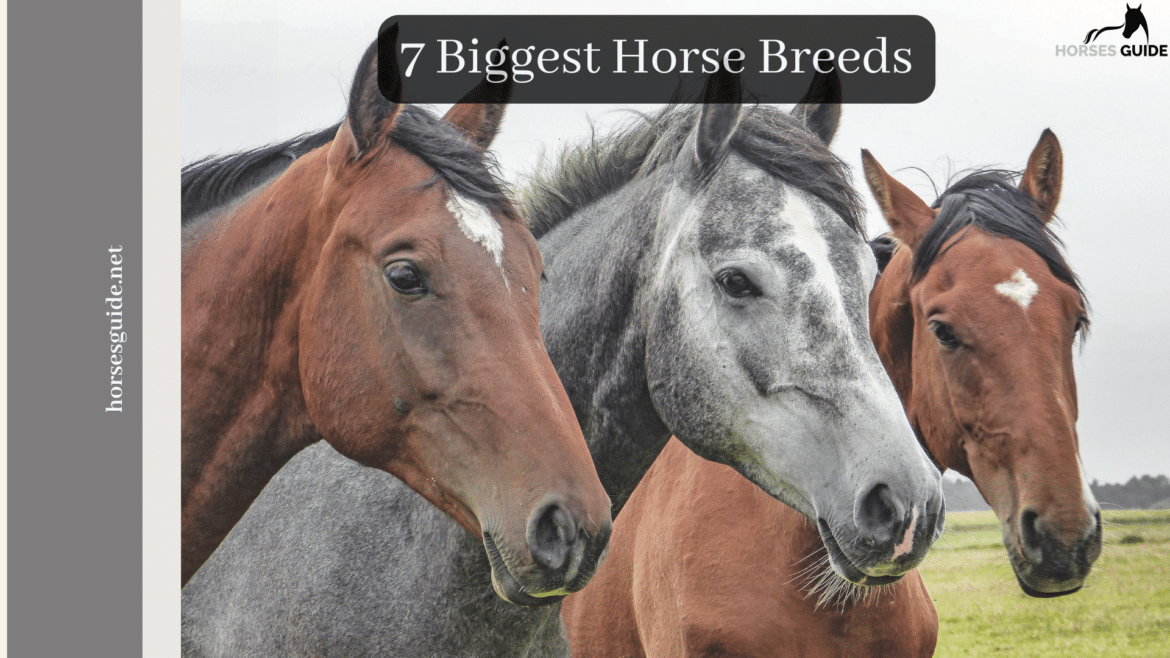 Horse Breeds