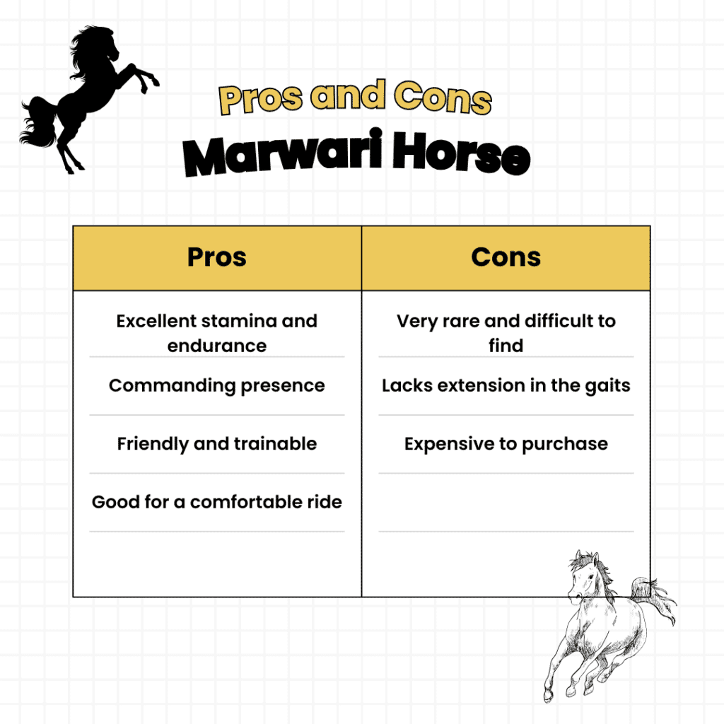 Pros and cons of a Marwari horse