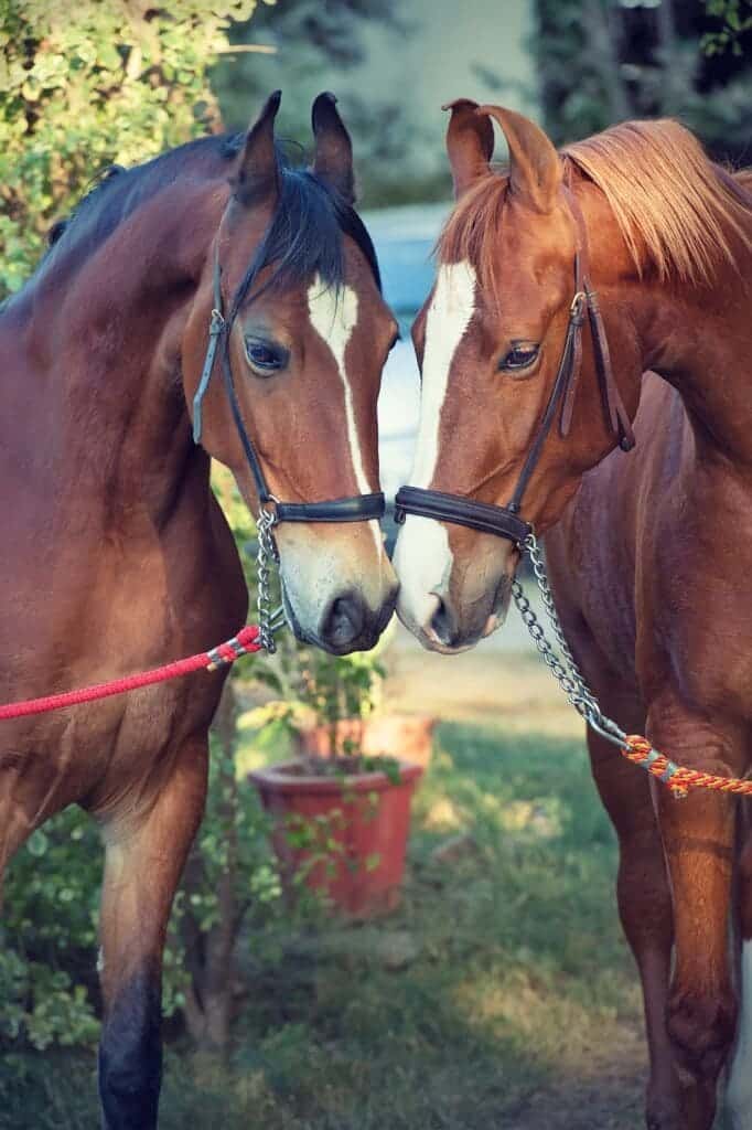 Two brown Marwari horses with thier heads joined together