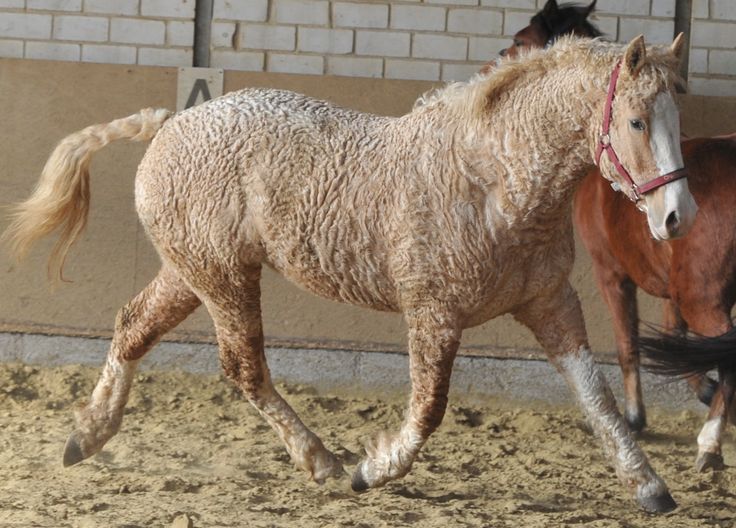 A white curly haired horse galloping in a stable