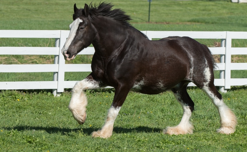 shire horse black with white socks white fetlocks and white blaze on face running in lush pasture