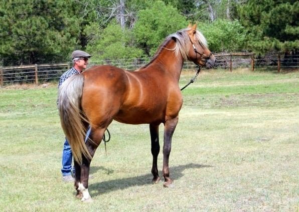 a man holding his horse rope