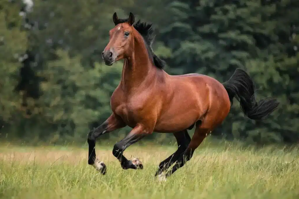 Bay horse running in a ground