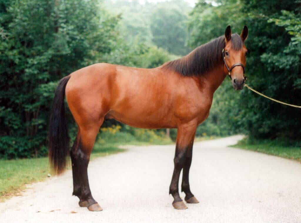 Cleveland Bay Horse standing on ground