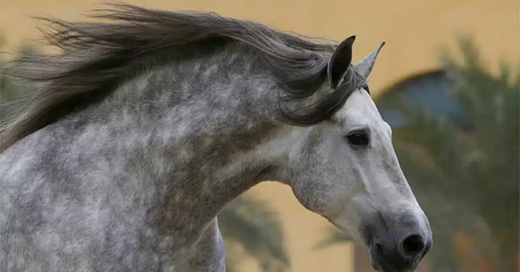 a zoomed face of dapple gray horse