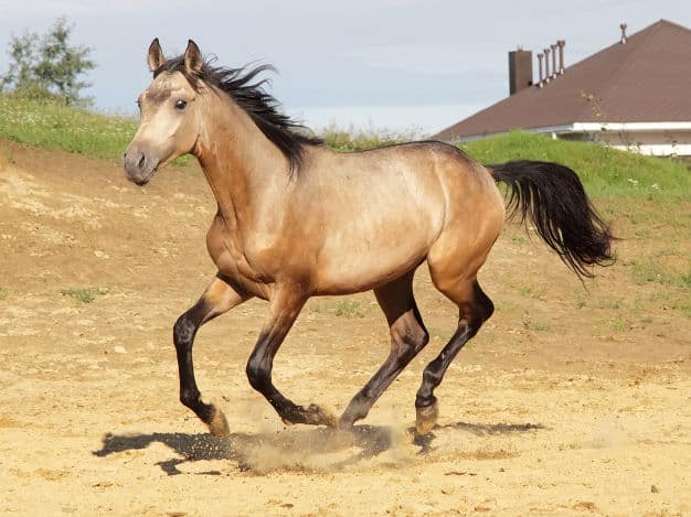 Trakehner stallion