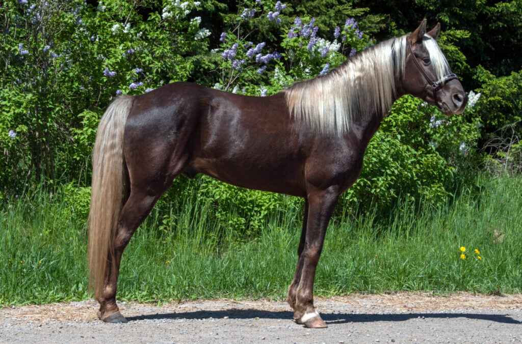 Rocky Mountain Horse standing in front of trees