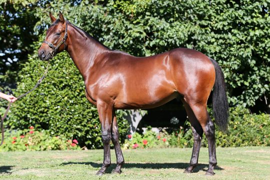 Thoroughbred bay horse standing on ground