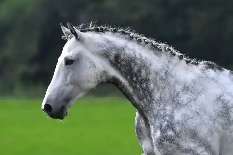 a closer view of dapple gray horse face