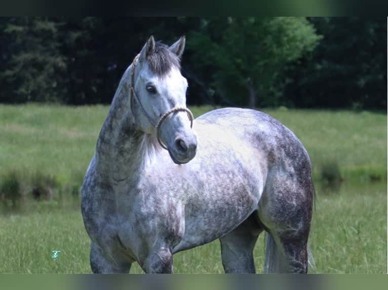 american quarter dapple horse in standing position