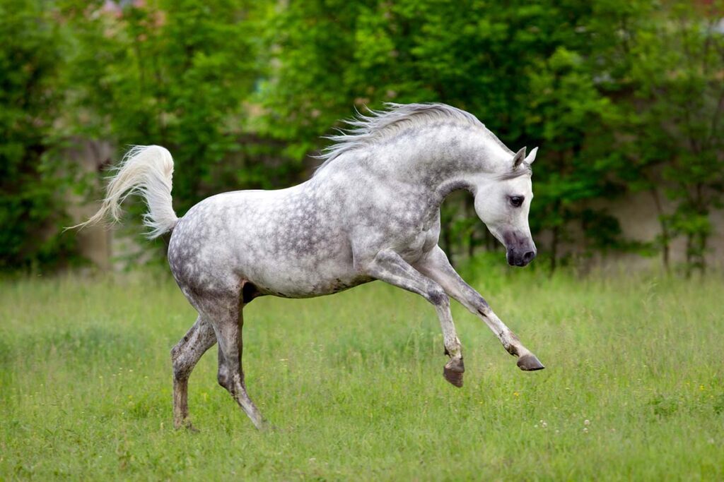 arabian dapple gray horse jumping in a field