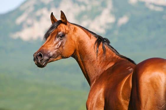 bay arabian horse side view