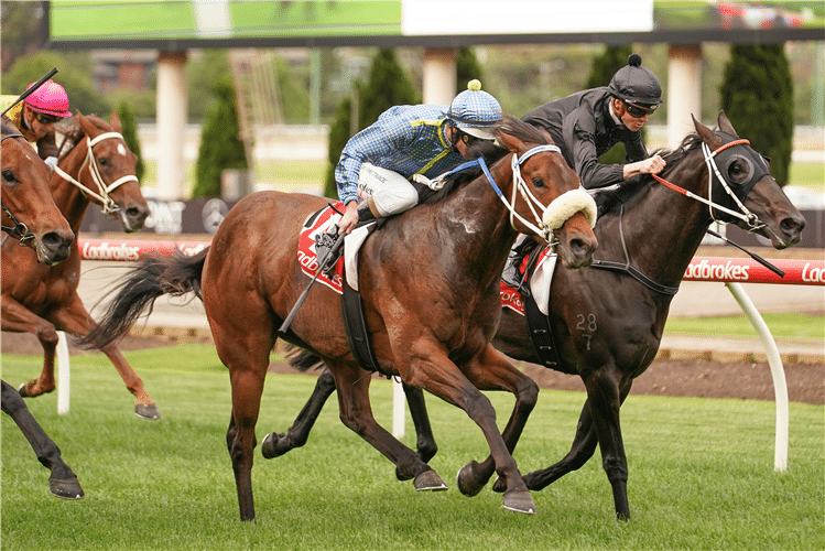 bay horses used in playing sports