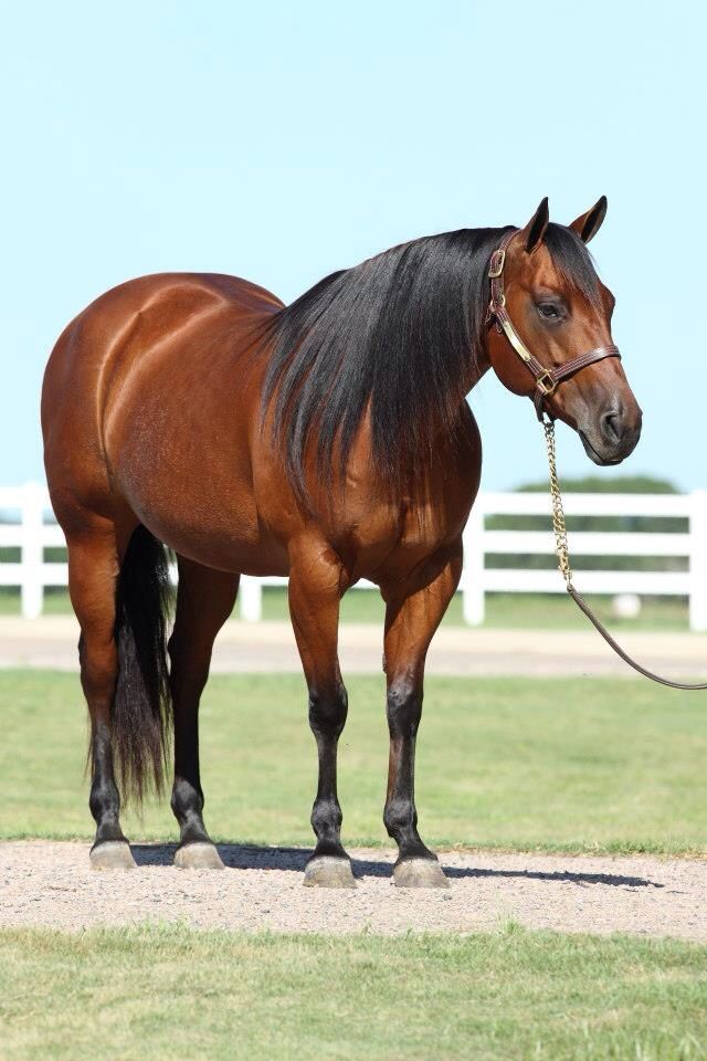 bay quarter horse standing on ground