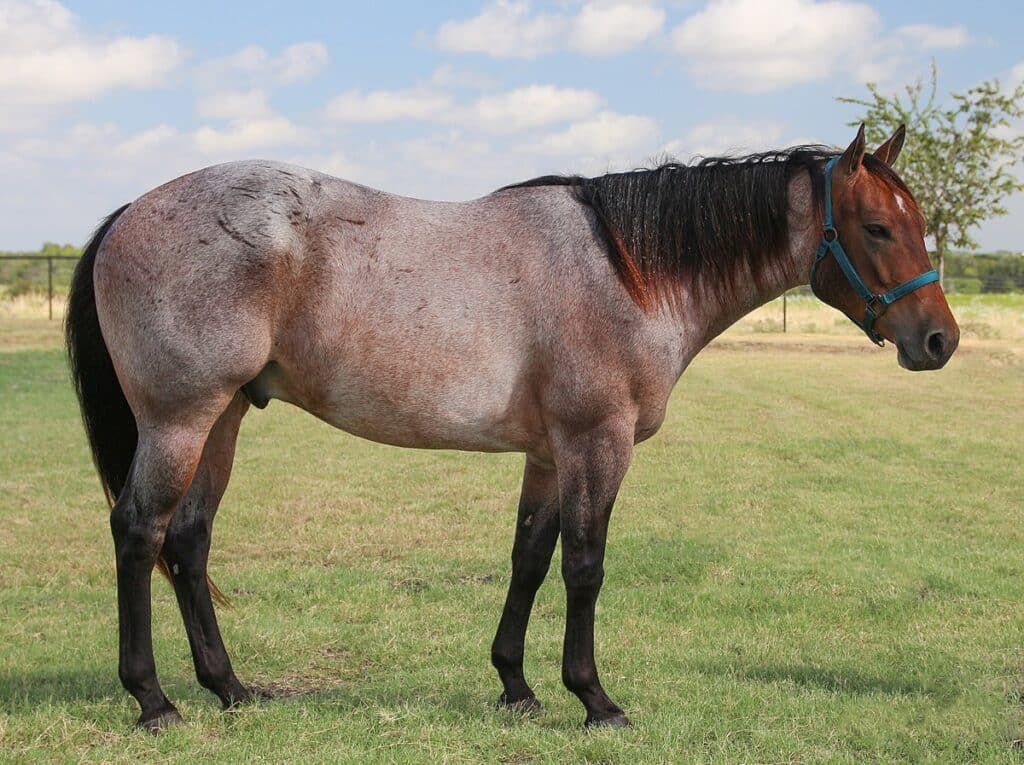 bay roan horse