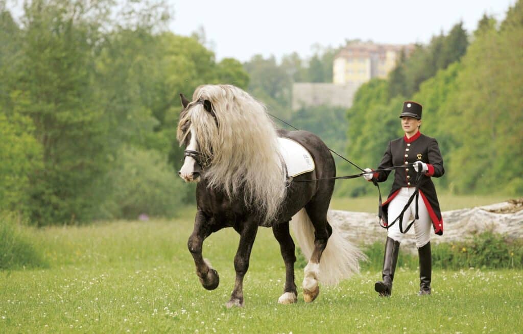 a trainer holding the string of his black forest horse