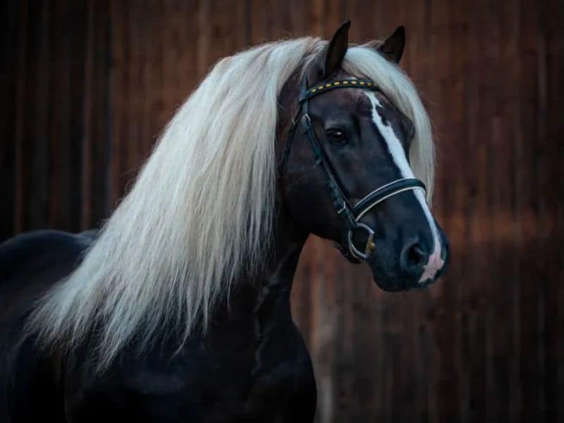 a zoomed image of black horse face showing its white hair