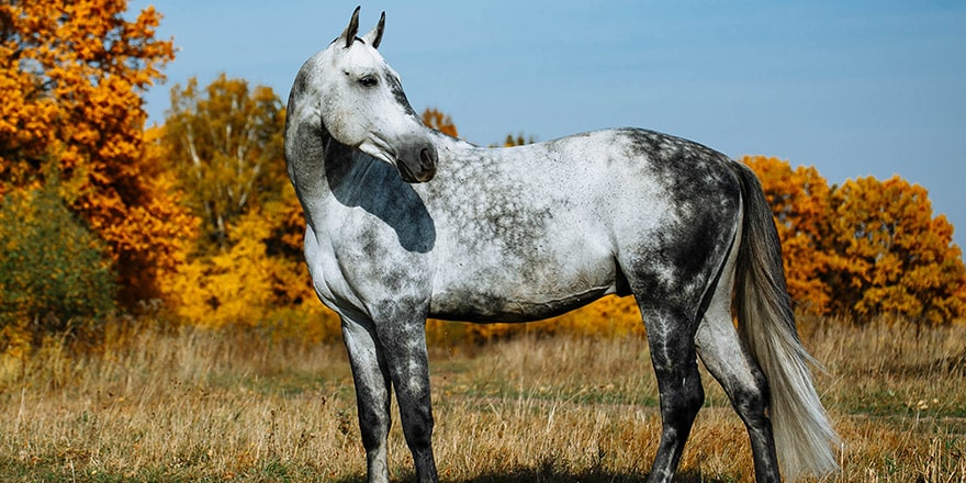 dapple dray bloom horse looking back