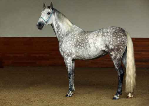 dapple gray horse in standing position