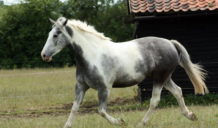 a running dapple gray paint horse