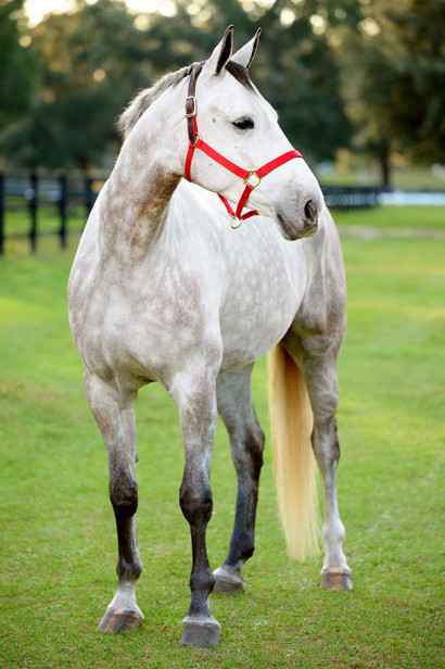 dapple gray horse standing on ground