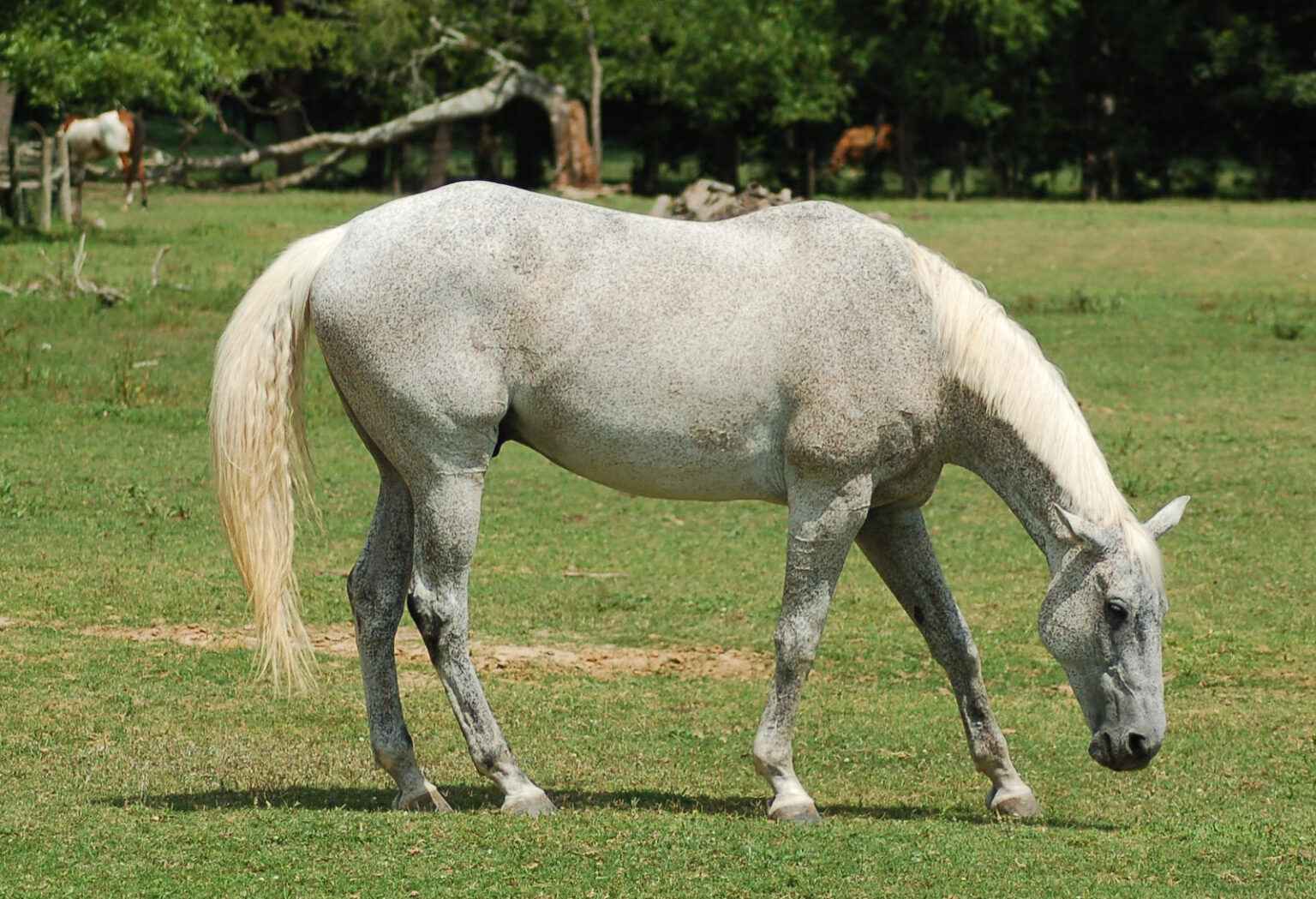 flea bitten gray horse grazing in the field