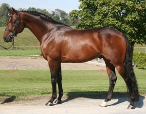 hanoverian horse standing on a ground 