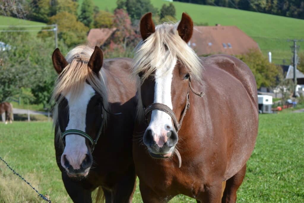 a black and brown horse standing in a field