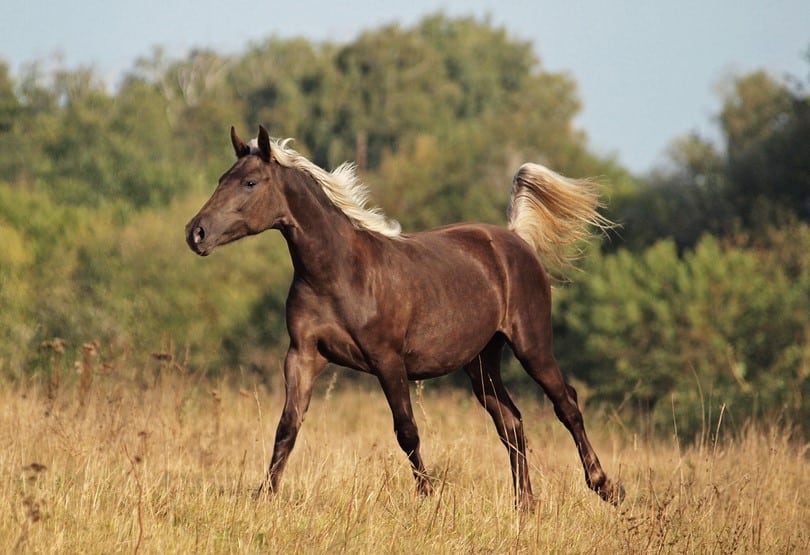 silver bay running in the field