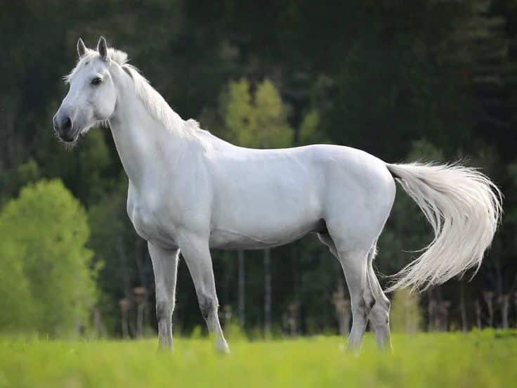 white horse standing in the field