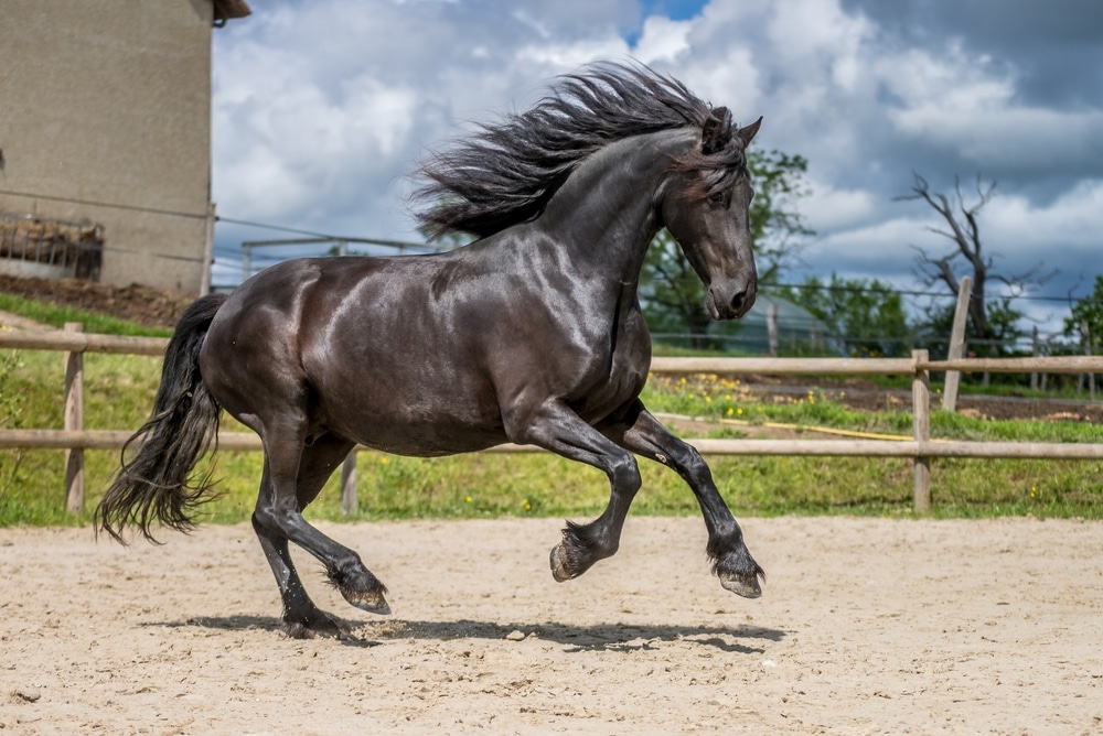 A Beautiful Friesian Horse In Nature