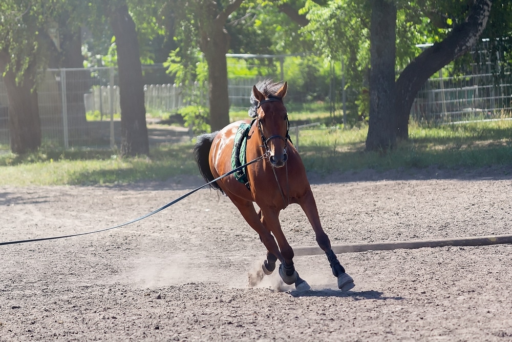 A Beautiful Thoroughbred Horse Is Training For A Competition Horse