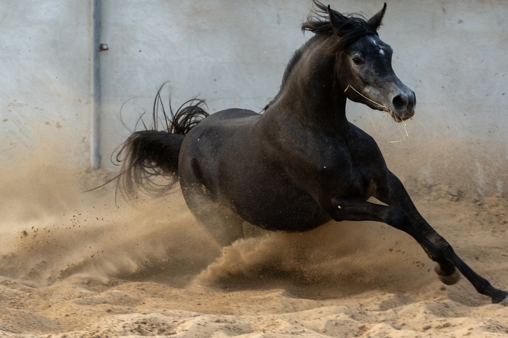 A Fleet Of Arabian Horses In Saudi Arabia 