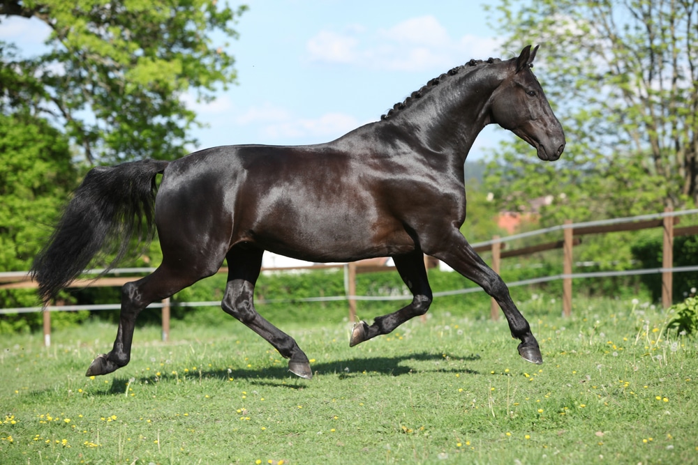 Amazing Black Dutch Warmblood Running Alone In Paddock