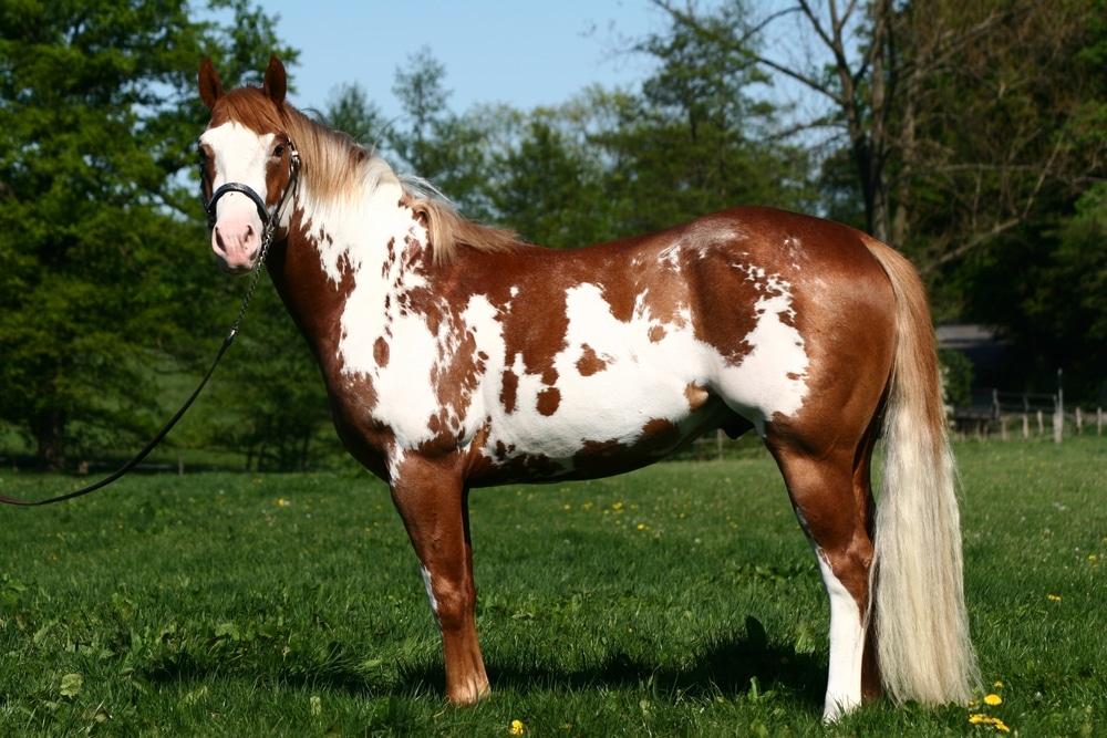 American Paint Horse Standing On Meadow