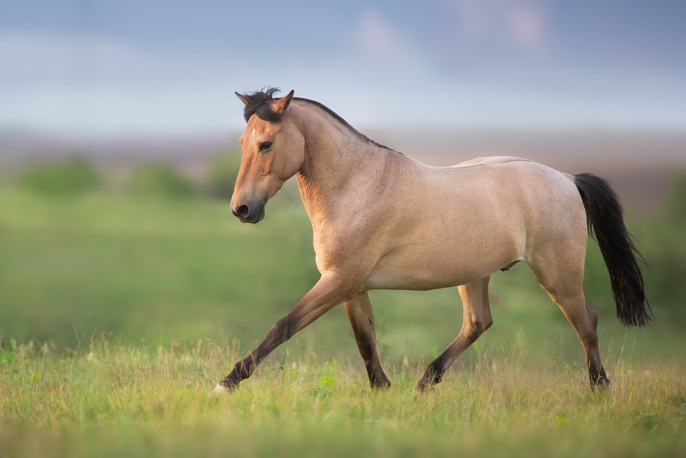 Buckskin Horse Run Gallop On Spring Green Meadow