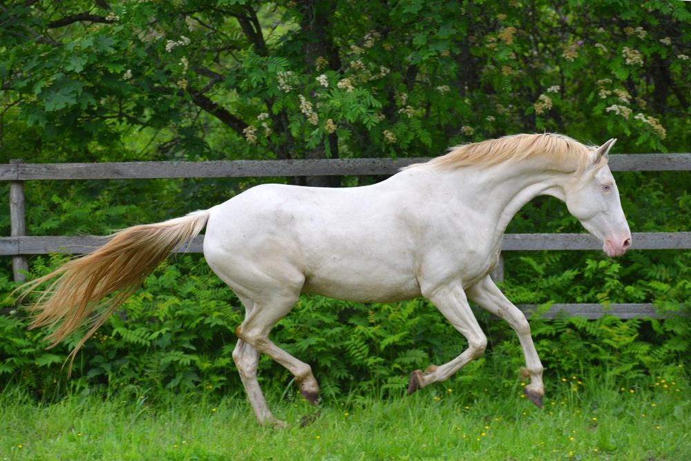 Cremello akhal teke breed horse running in gallop in the green paddock,