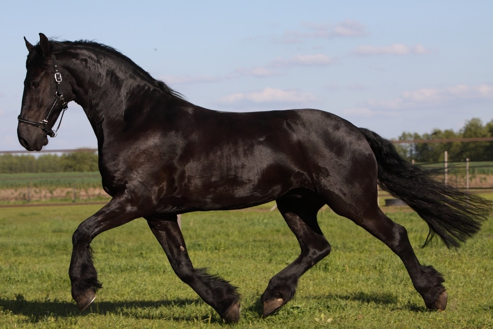 Friesian Horse Trotting On Meadow