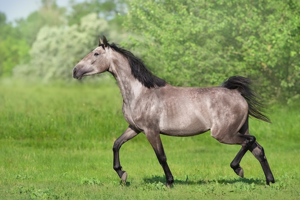 Gray Horse Trotting In Spring Pasture